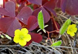 Attēlu rezultāti vaicājumam “xComagaria rosea”