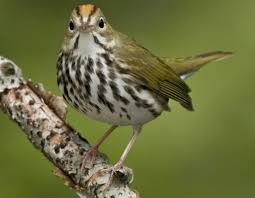 Image result for Seiurus aurocapilla