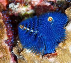 Attēlu rezultāti vaicājumam “Symphytocarpus trechisporus macro”