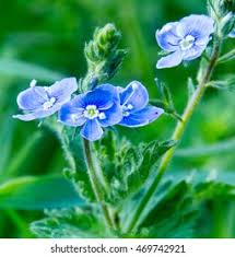 Attēlu rezultāti vaicājumam “Veronica filiformis flower”