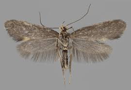 Attēlu rezultāti vaicājumam “Denisia similella”