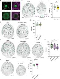 Image result for Shay Laren