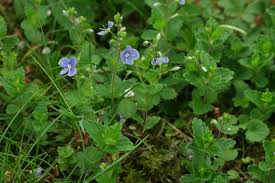 Attēlu rezultāti vaicājumam “Veronica chamaedrys leaf”