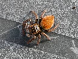 Attēlu rezultāti vaicājumam “Xanthogramma sp.”