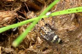 Attēlu rezultāti vaicājumam “Ontholestes murinus”