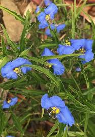 Attēlu rezultāti vaicājumam “Commelina coelestis flower”
