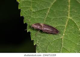 Attēlu rezultāti vaicājumam “Melanotus sp.”