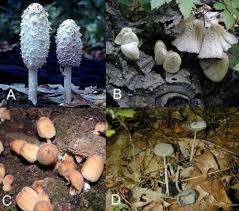 Image result for coprinus