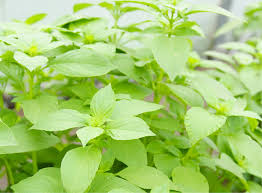 Image result for Basilikum