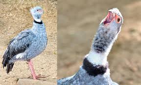 Attēlu rezultāti vaicājumam “Anseriformes”