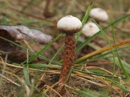 Attēlu rezultāti vaicājumam “Tulostoma fimbriatum”
