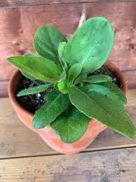 Attēlu rezultāti vaicājumam “Succisa pratensis leaf”