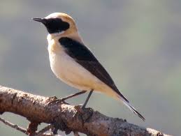 Image result for Oenanthe hispanica