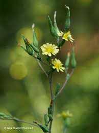 Attēlu rezultāti vaicājumam “Lactuca serriola”