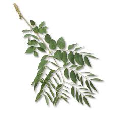 Attēlu rezultāti vaicājumam “Gymnocladus dioicus leaf”