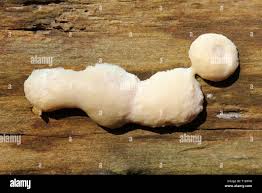 Attēlu rezultāti vaicājumam “Reticularia sp.”