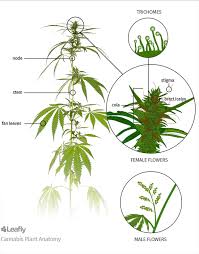 Attēlu rezultāti vaicājumam “Cannabis sativa”