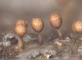 Attēlu rezultāti vaicājumam “Trichia ambigua macro”