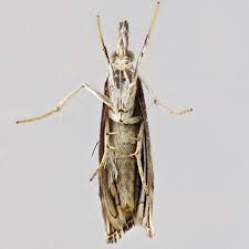 Attēlu rezultāti vaicājumam “Catoptria falsella”