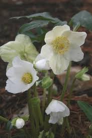 Attēlu rezultāti vaicājumam “Helleborus niger flower”