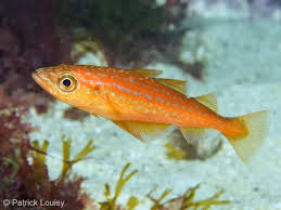 Image result for Pollachius pollachius