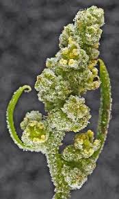 Attēlu rezultāti vaicājumam “Chenopodium polyspermum var. acutifolium flower”