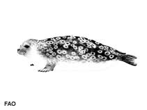 Image result for Pusa hispida