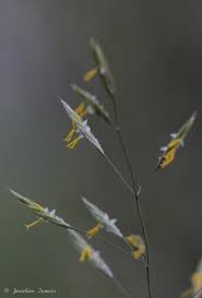 Attēlu rezultāti vaicājumam “Bromopsis inermis leaf”