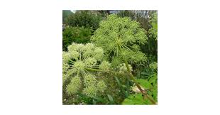 Attēlu rezultāti vaicājumam “Angelica archangelica leaf”