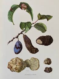 Attēlu rezultāti vaicājumam “Exobasidiales”