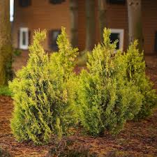 Attēlu rezultāti vaicājumam “Thuja plicata flower”