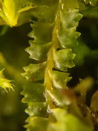 Attēlu rezultāti vaicājumam “Barbilophozia barbata”