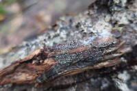 Attēlu rezultāti vaicājumam “Physarum flavicomum”