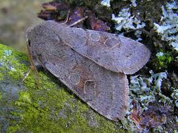 Attēlu rezultāti vaicājumam “Orthosia populeti”