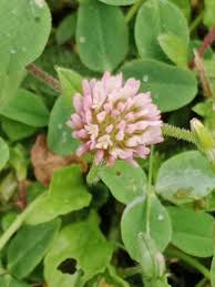 Attēlu rezultāti vaicājumam “Trifolium fragiferum flower”