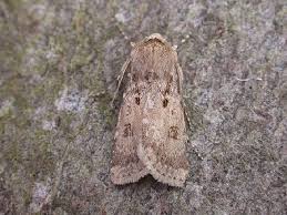 Attēlu rezultāti vaicājumam “Agrotis ripae”