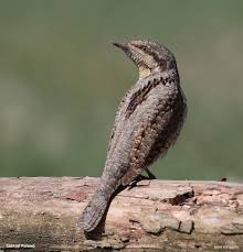 Attēlu rezultāti vaicājumam “Jynx torquilla”