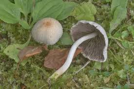 Attēlu rezultāti vaicājumam “Psathyrella pygmaea”