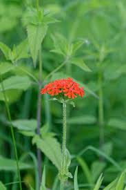 Attēlu rezultāti vaicājumam “Silene chalcedonica”
