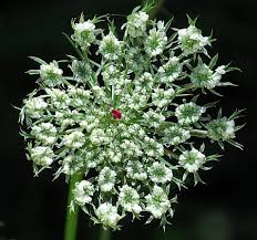 Attēlu rezultāti vaicājumam “Daucus sativus flower”