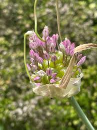Attēlu rezultāti vaicājumam “Allium scorodoprasum leaf”