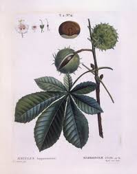 Attēlu rezultāti vaicājumam “Aesculus hippocastanum”