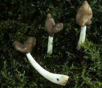 Attēlu rezultāti vaicājumam “Helvella elastica”