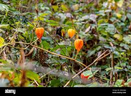 Attēlu rezultāti vaicājumam “Physalis alkekengi leaf”