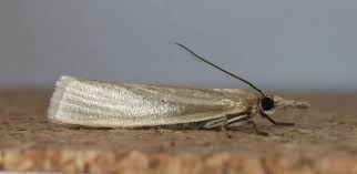 Attēlu rezultāti vaicājumam “Crambus hamella”