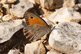 Attēlu rezultāti vaicājumam “Hyponephele lycaon male”