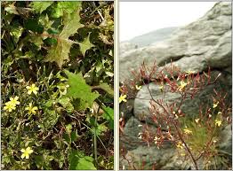 Attēlu rezultāti vaicājumam “Mycelis muralis”