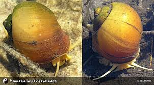 Attēlu rezultāti vaicājumam “Riccia canaliculata”