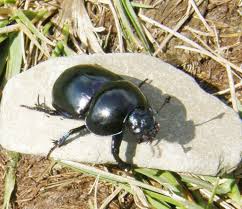Attēlu rezultāti vaicājumam “Trypocopris vernalis”