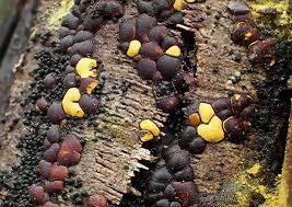 Attēlu rezultāti vaicājumam “Perichaena depressa”